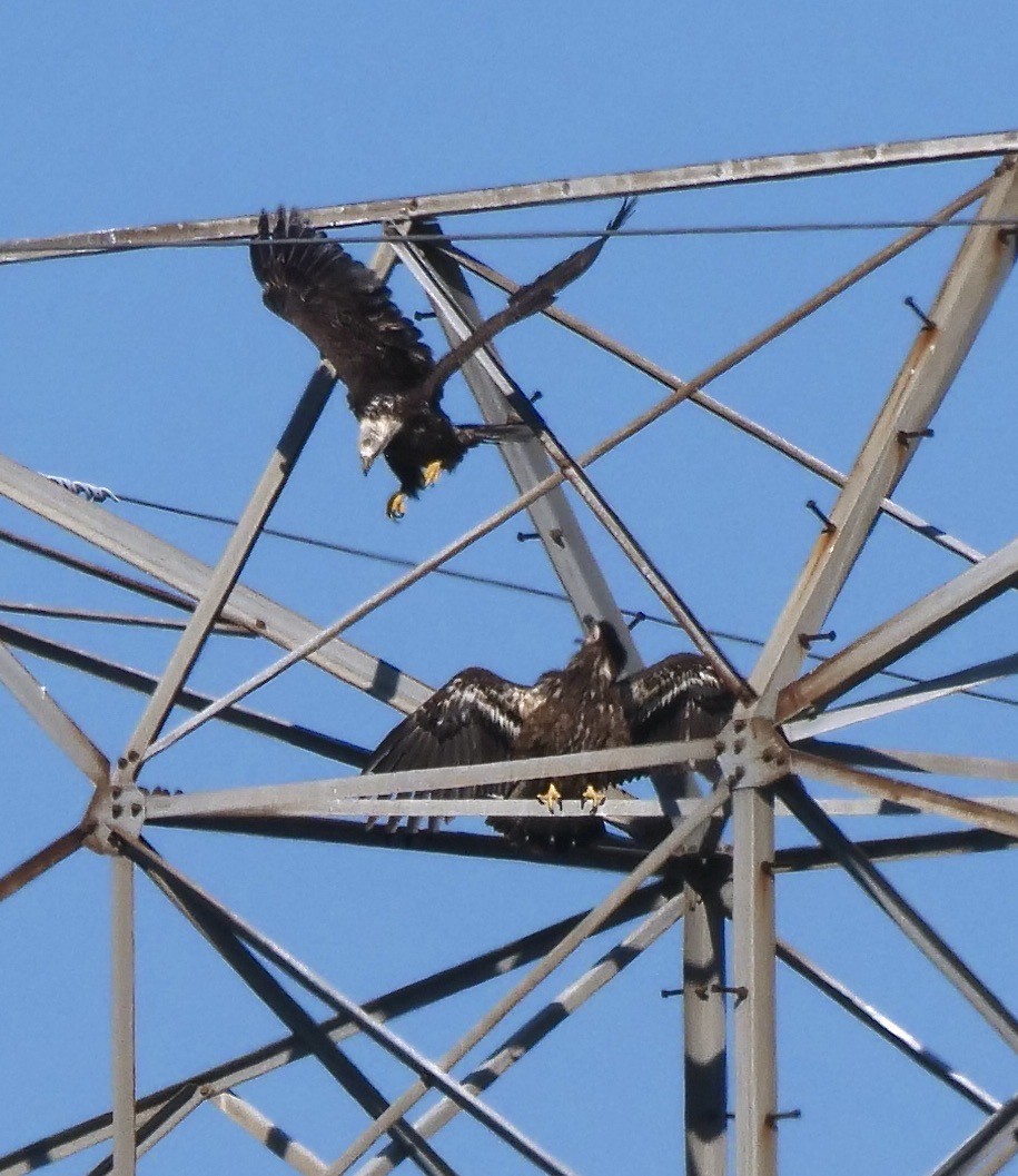 Bald Eagle - ML645605904