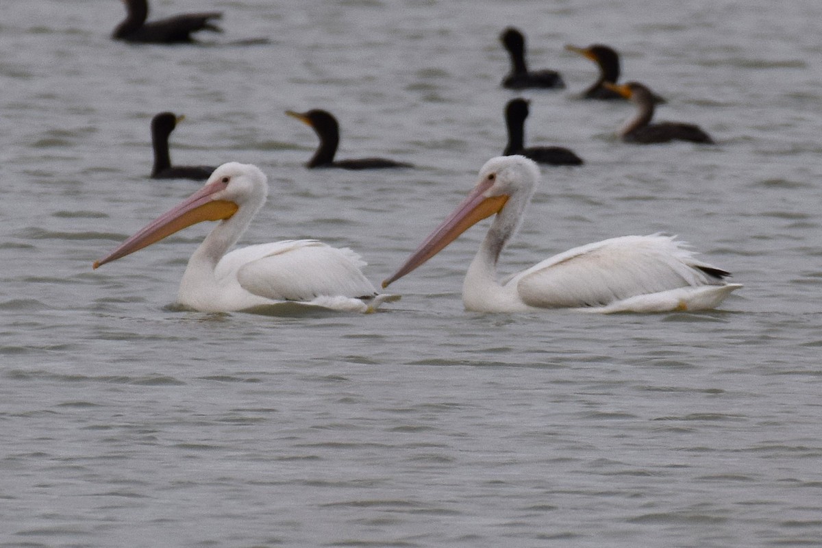 American White Pelican - ML645605905