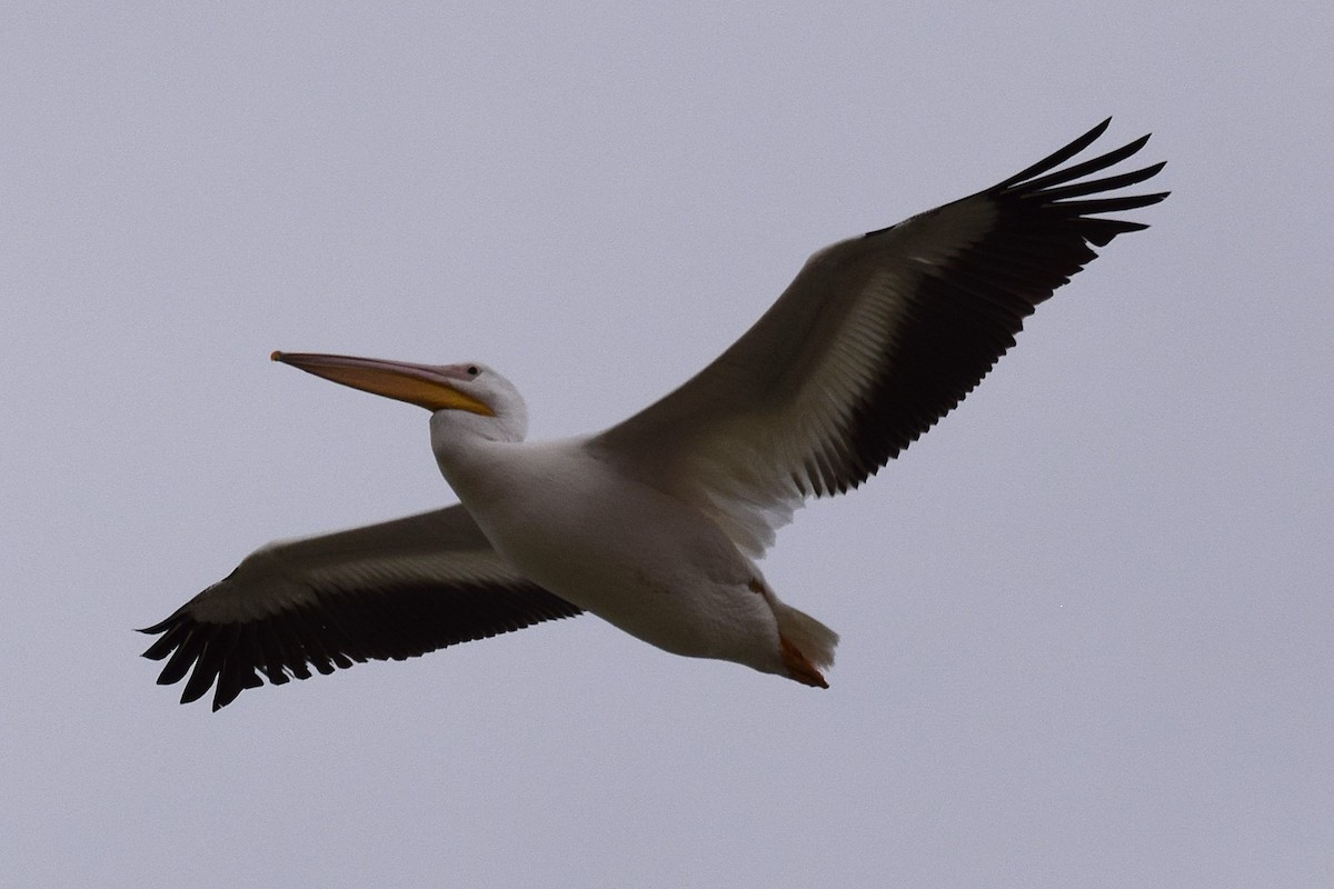 American White Pelican - ML645605906