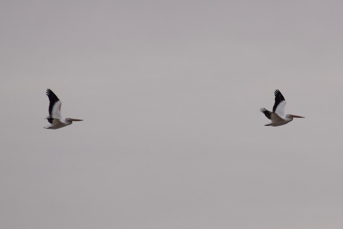 American White Pelican - ML645605907