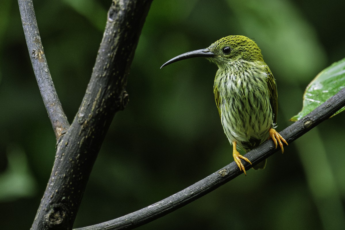 Streaked Spiderhunter - ML645605908