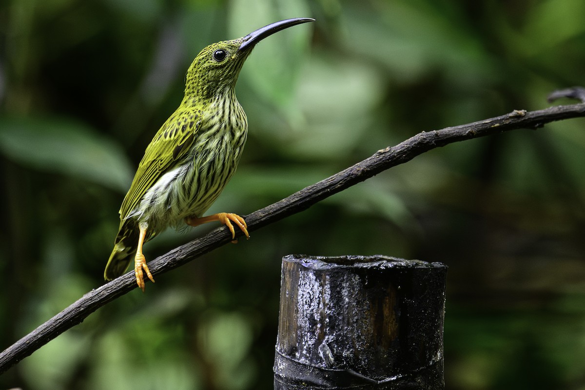 Streaked Spiderhunter - ML645605909
