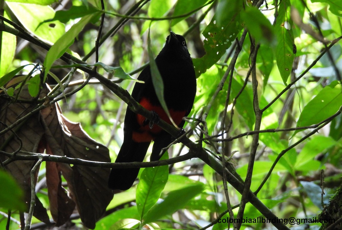 Red-bellied Grackle - ML645605910