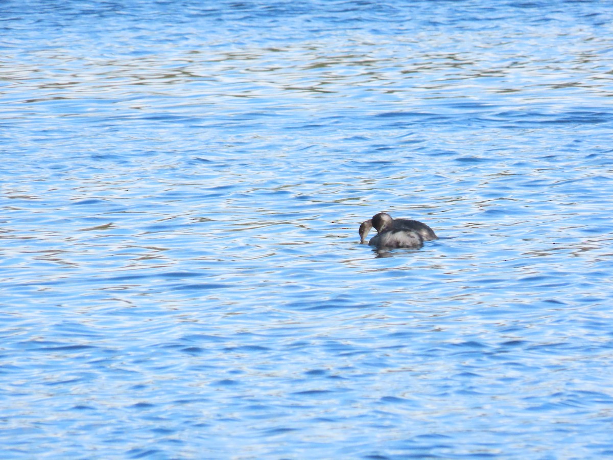 Eared Grebe - ML645605911