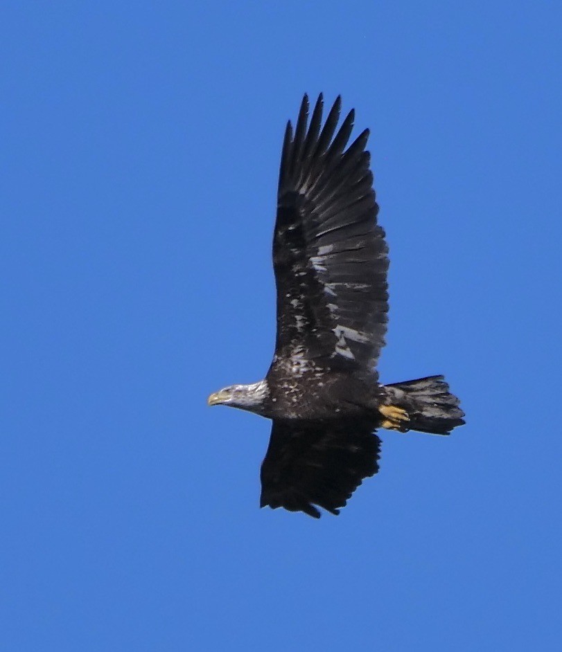 Bald Eagle - ML645605914