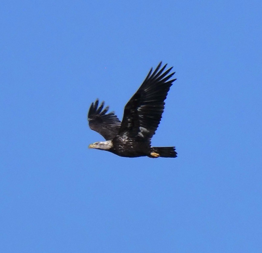 Bald Eagle - ML645605915