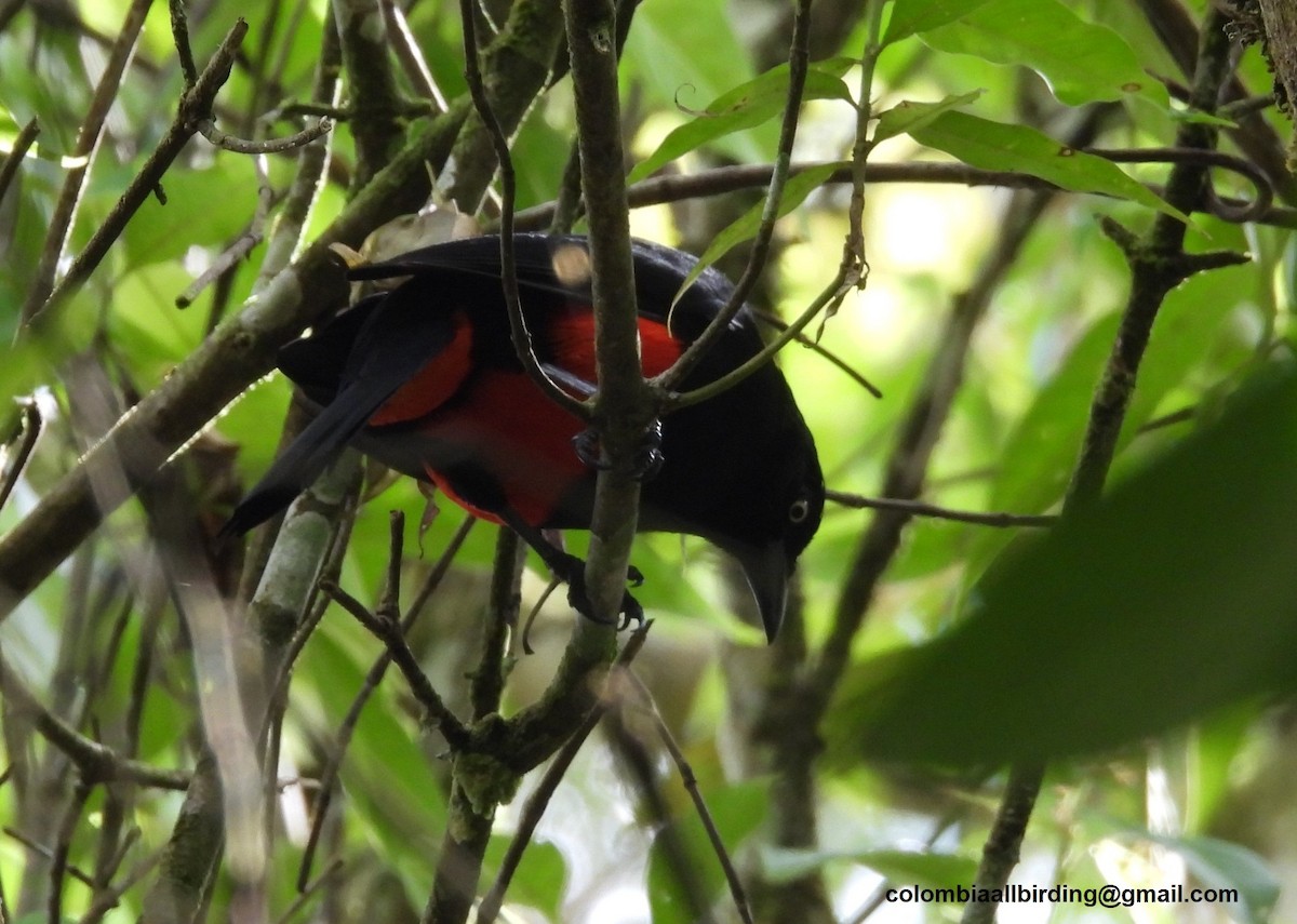 アカハラムクドリモドキ - ML645605916