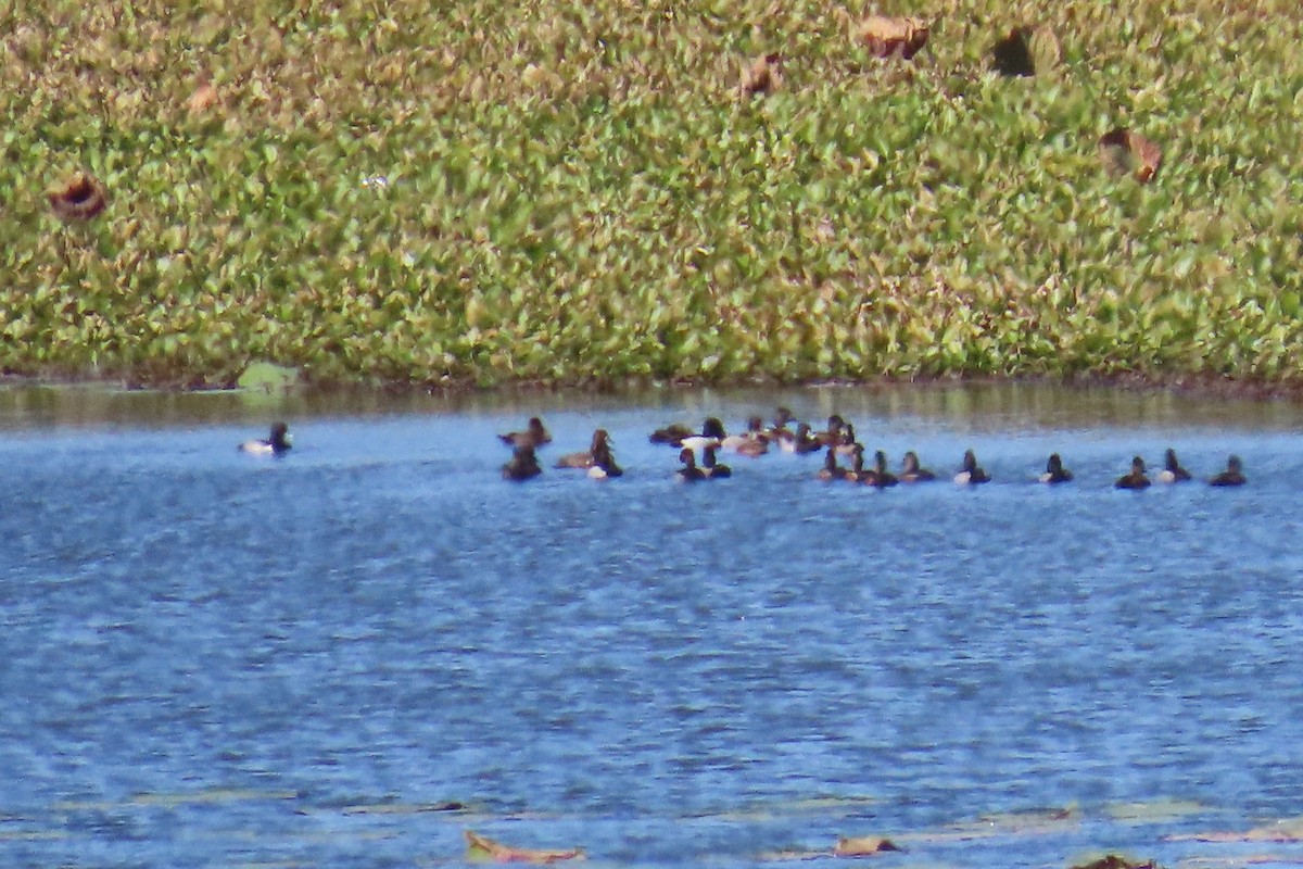 Ring-necked Duck - ML645605917