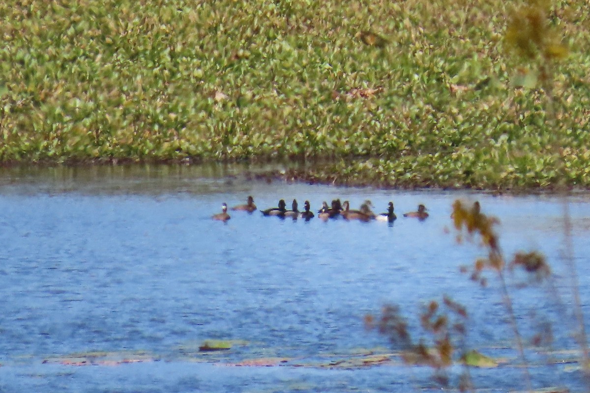 Ring-necked Duck - ML645605918