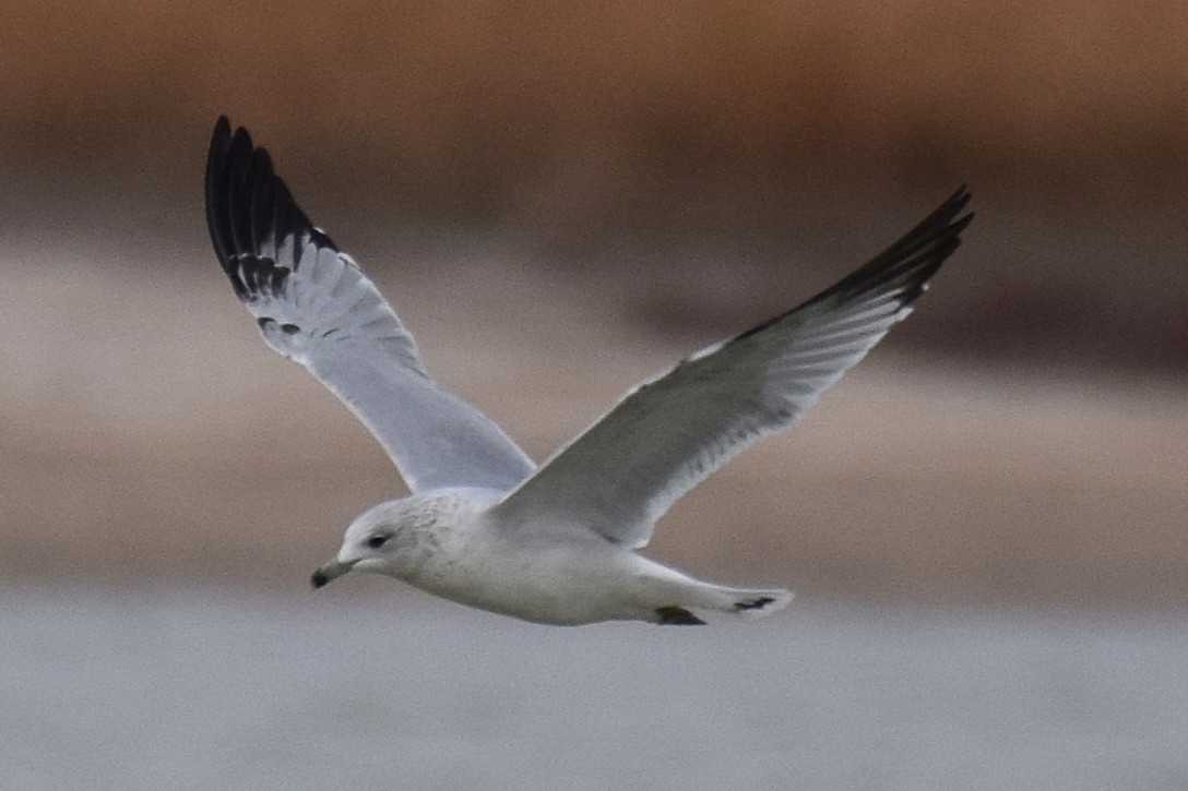 Ring-billed Gull - ML645605919