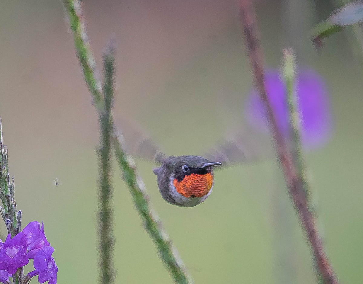 Ruby-throated Hummingbird - ML645605920