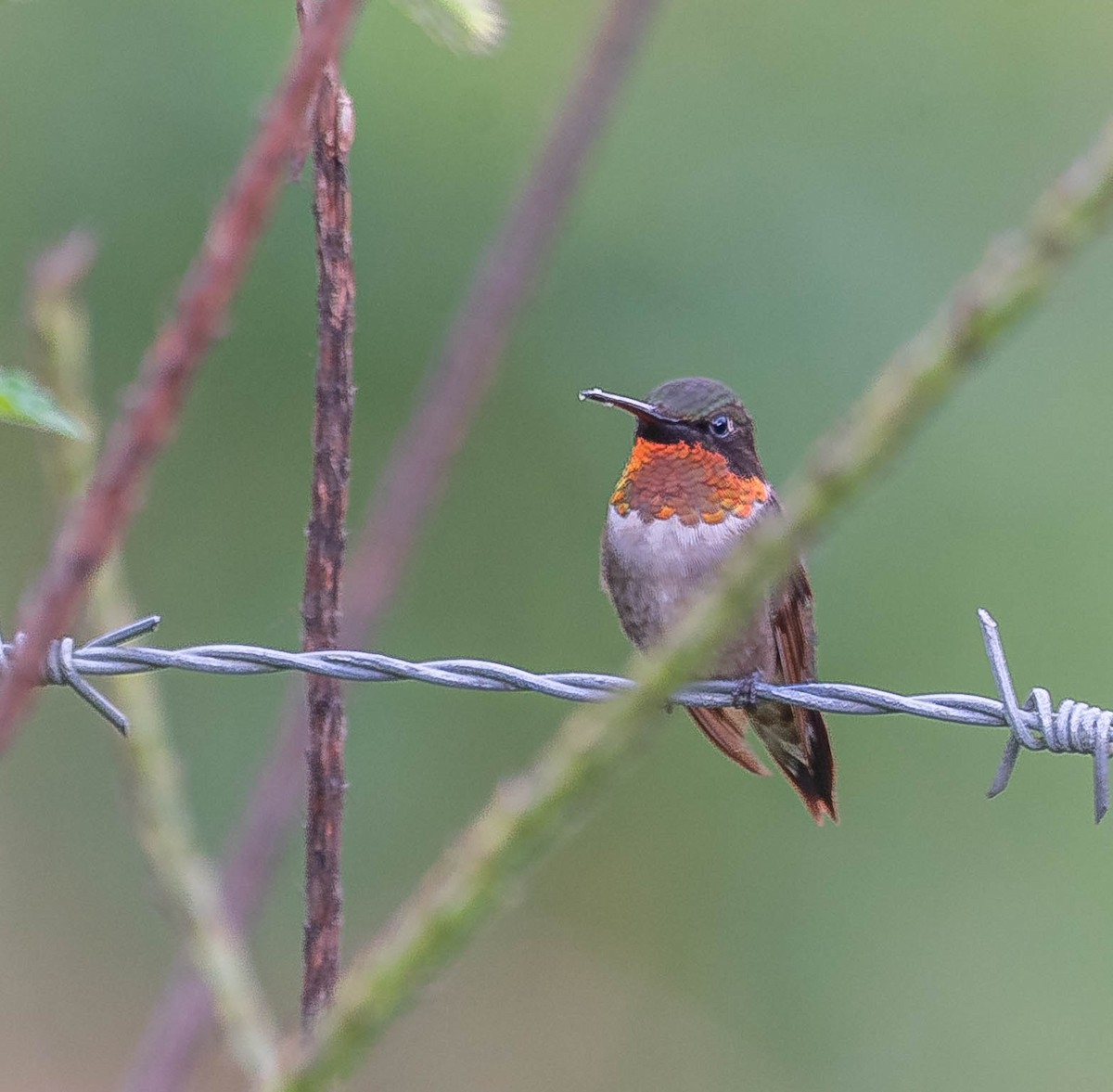 Ruby-throated Hummingbird - ML645605921