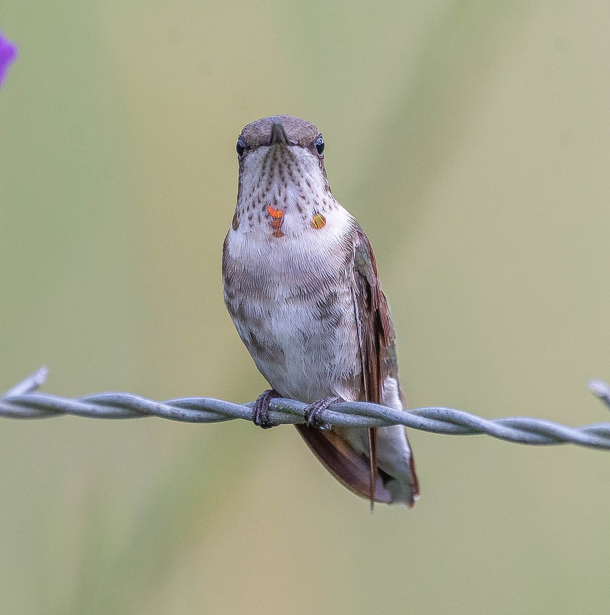 Ruby-throated Hummingbird - ML645605922