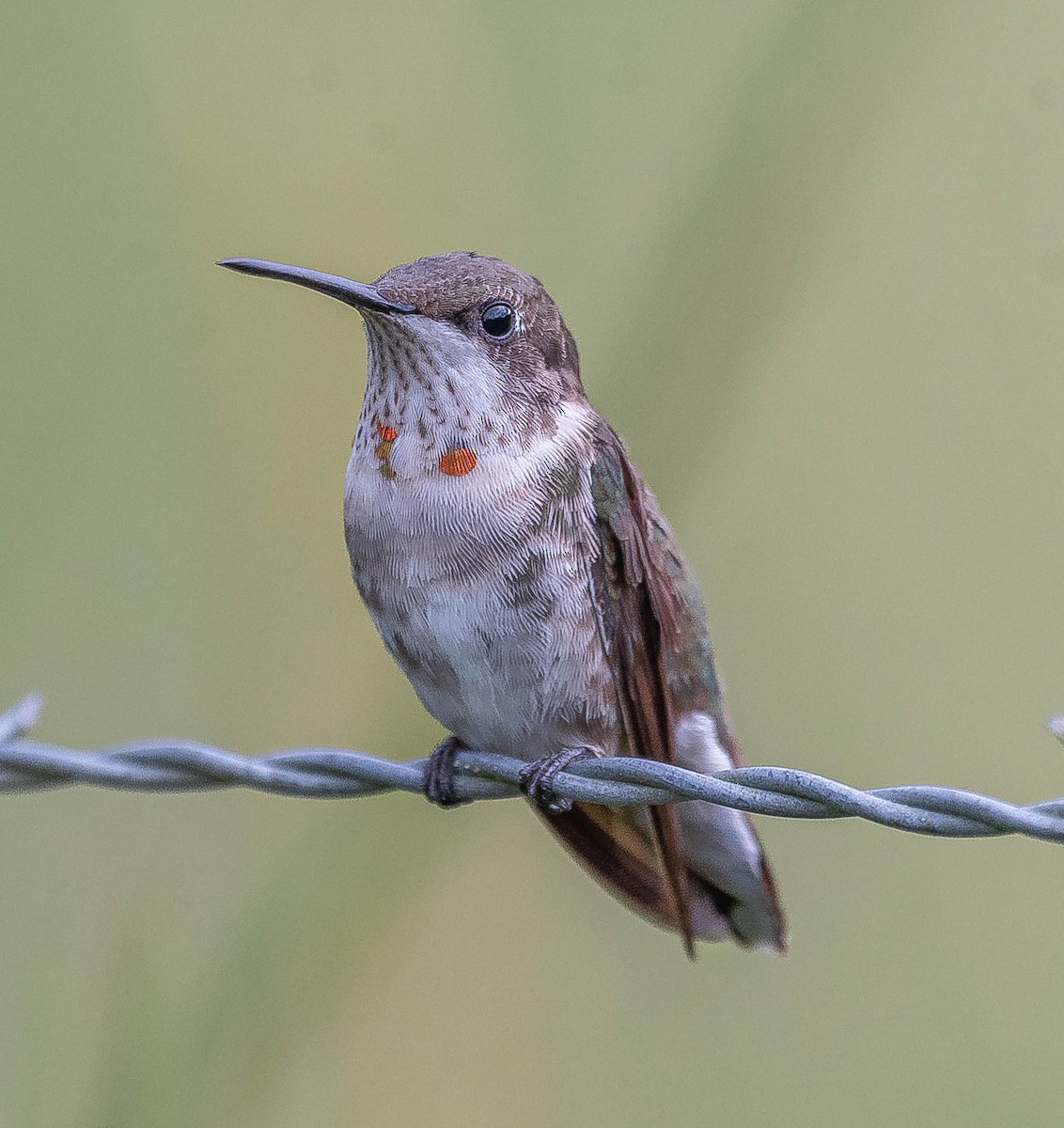 Ruby-throated Hummingbird - ML645605923