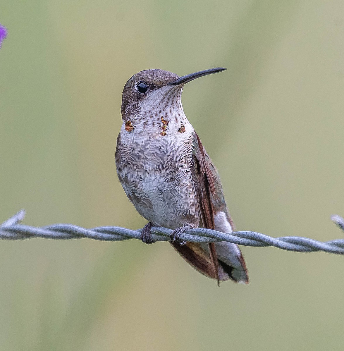 Ruby-throated Hummingbird - ML645605924