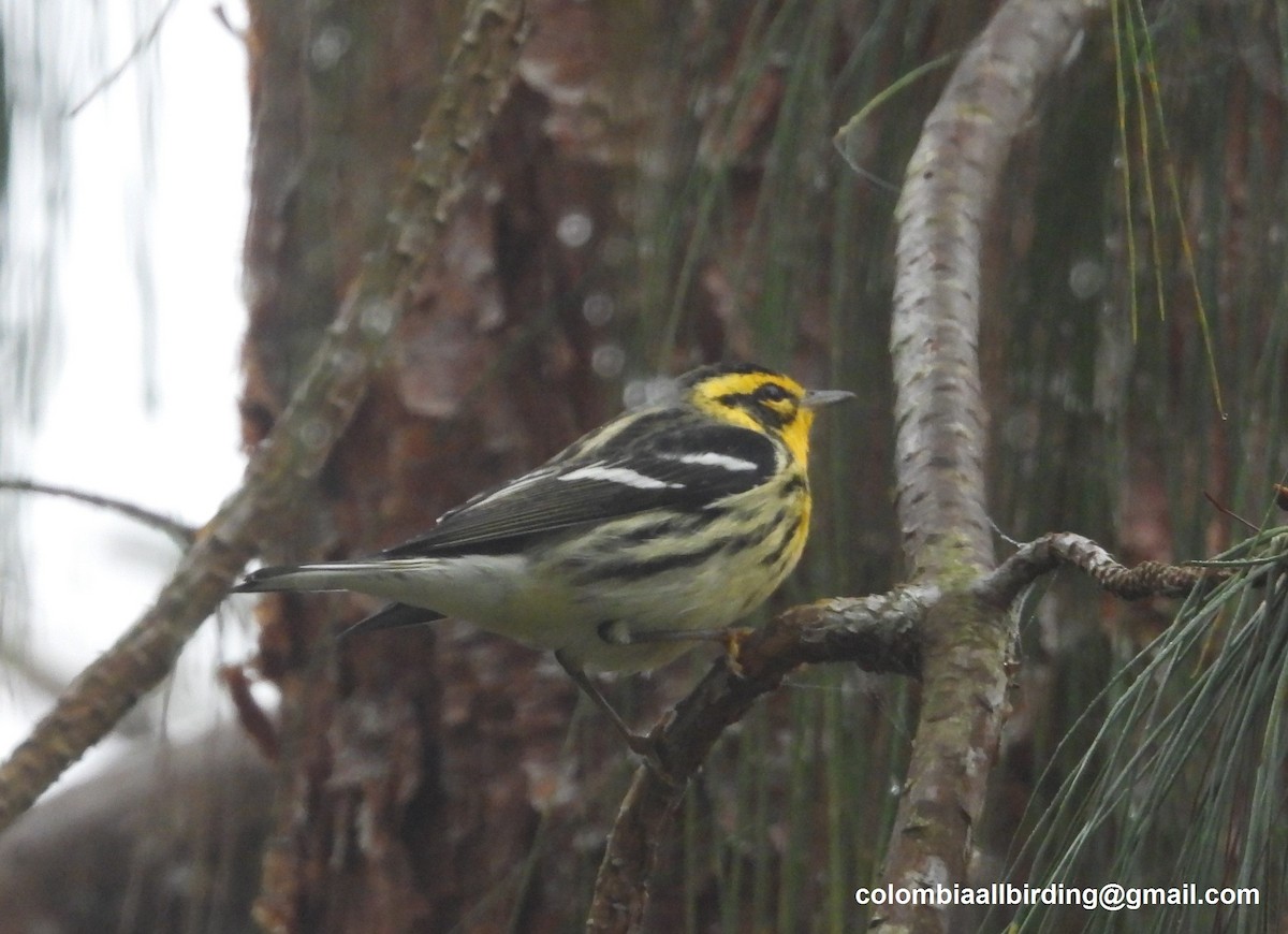 Reinita Gorjinaranja - ML645605929