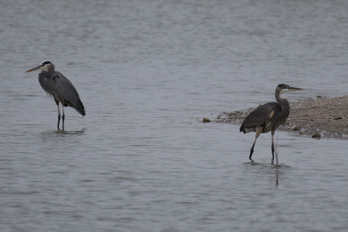 Great Blue Heron - ML645605932