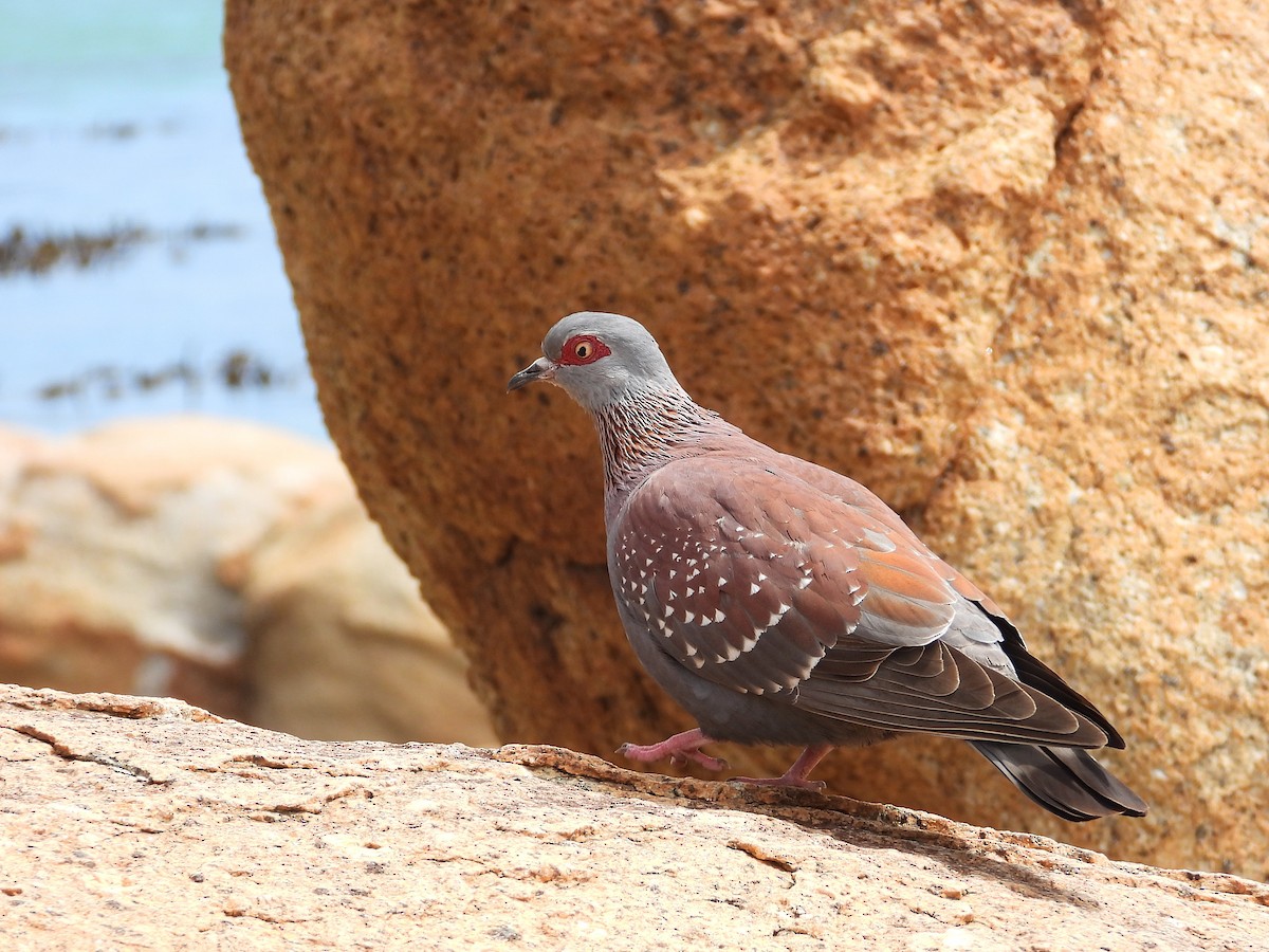 Speckled Pigeon - ML645605933
