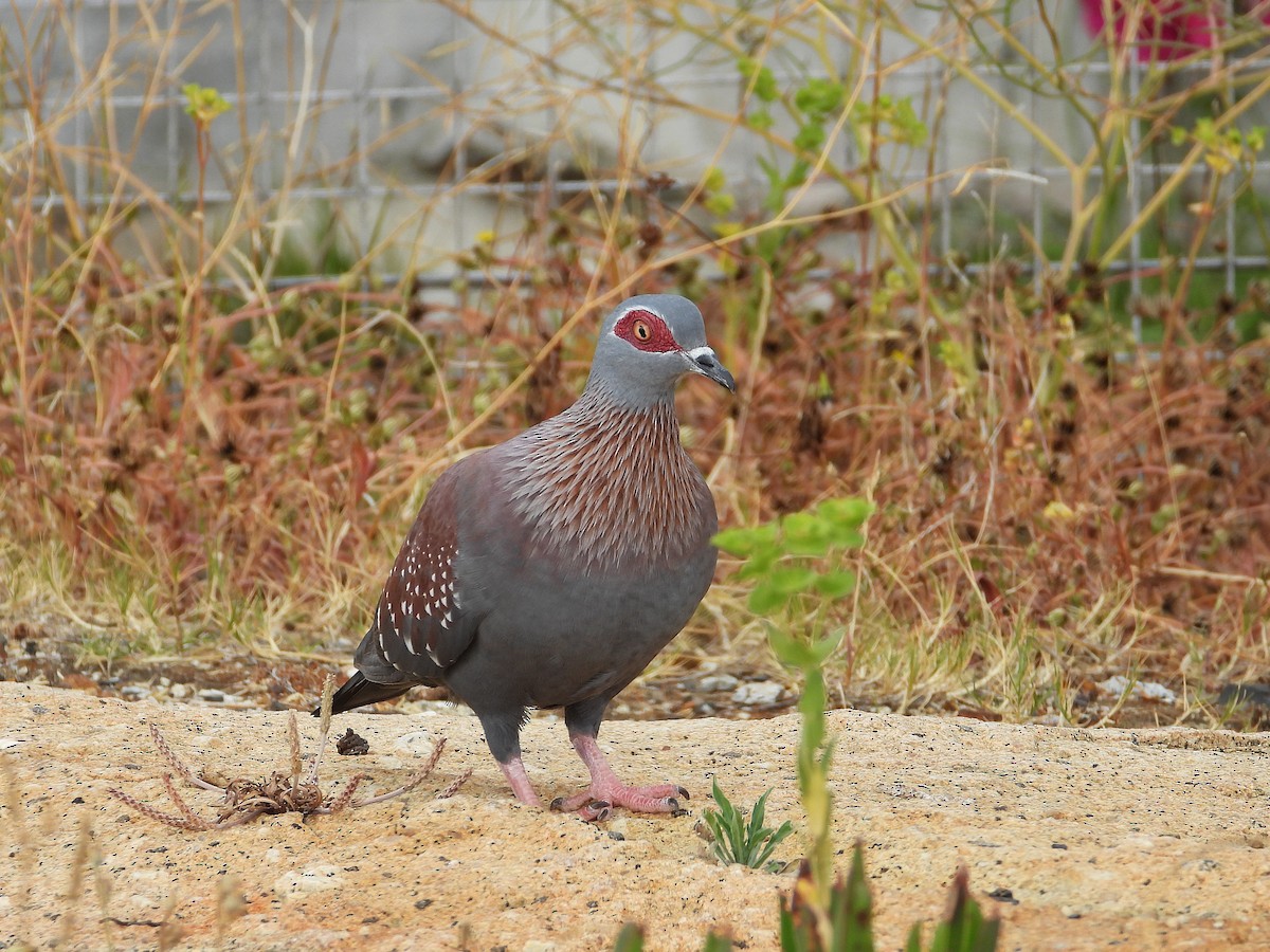 Speckled Pigeon - ML645605934