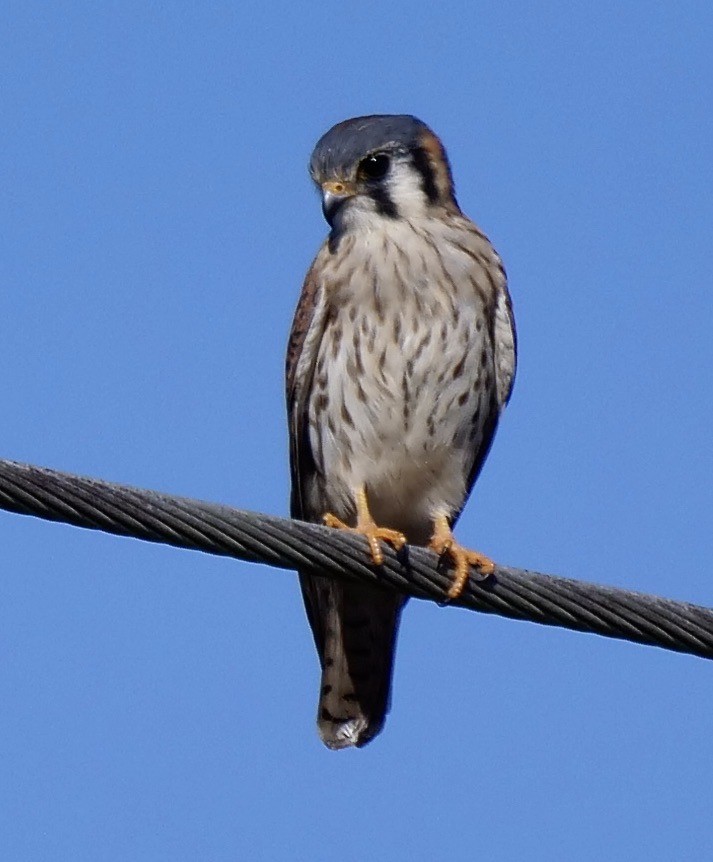 American Kestrel - ML645605935