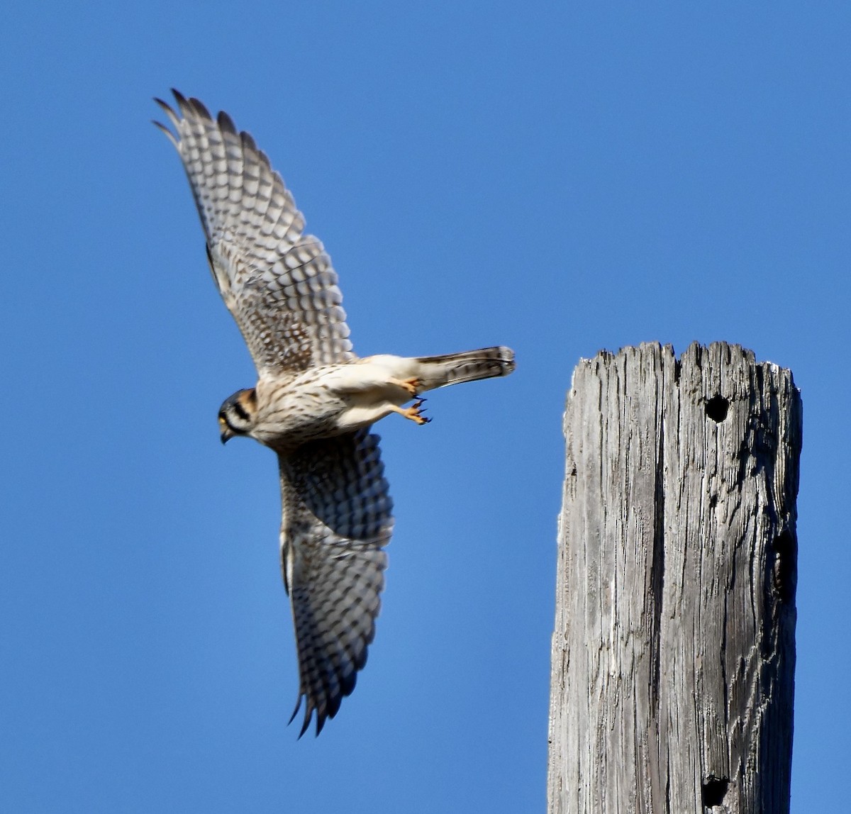 American Kestrel - ML645605937