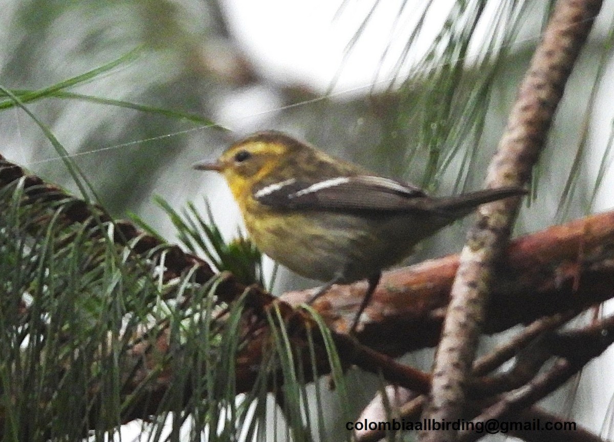 Reinita Gorjinaranja - ML645605938