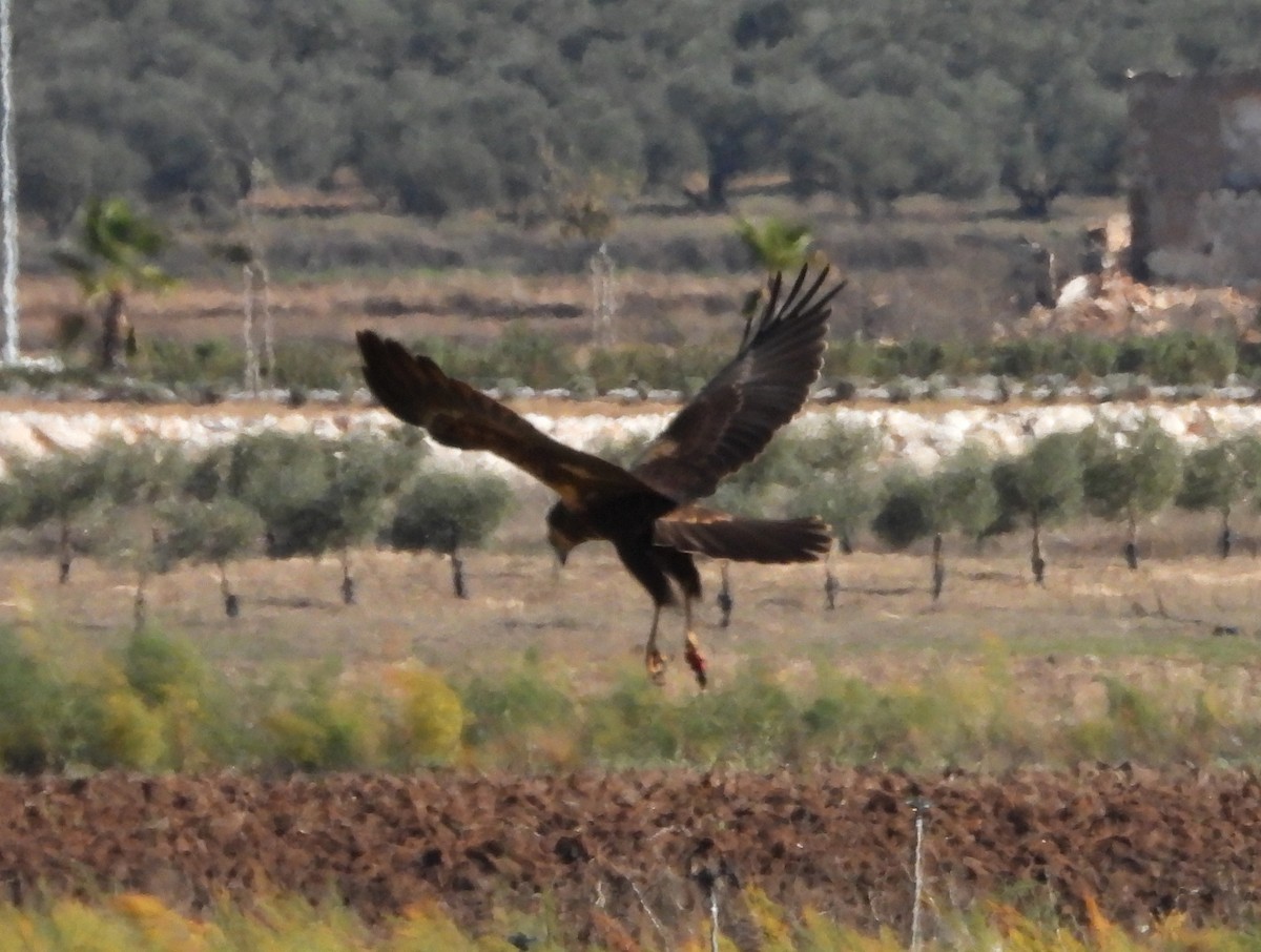 Western Marsh Harrier - ML645605939