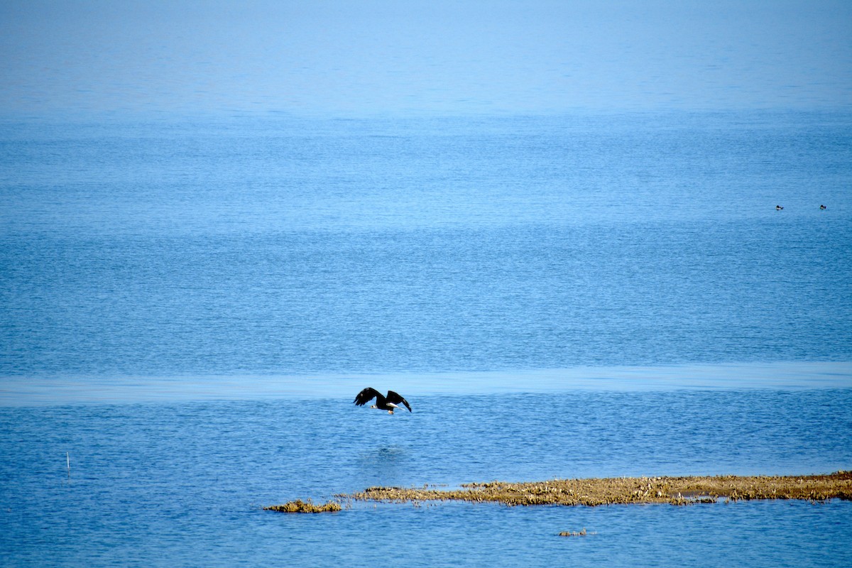 Bald Eagle - ML645605946