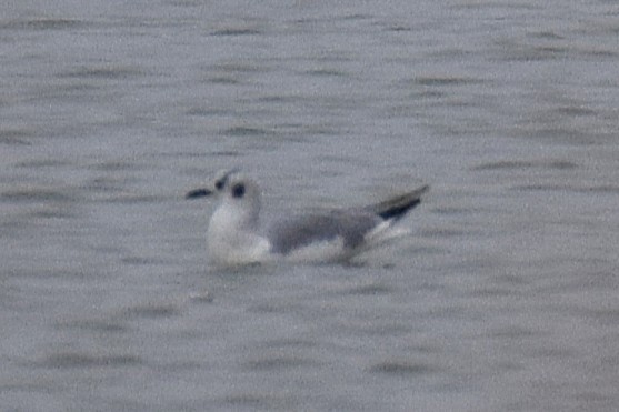 Bonaparte's Gull - ML645605951