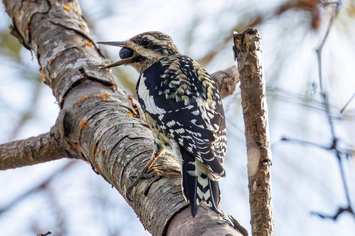 Gelbbauch-Saftlecker - ML645605953