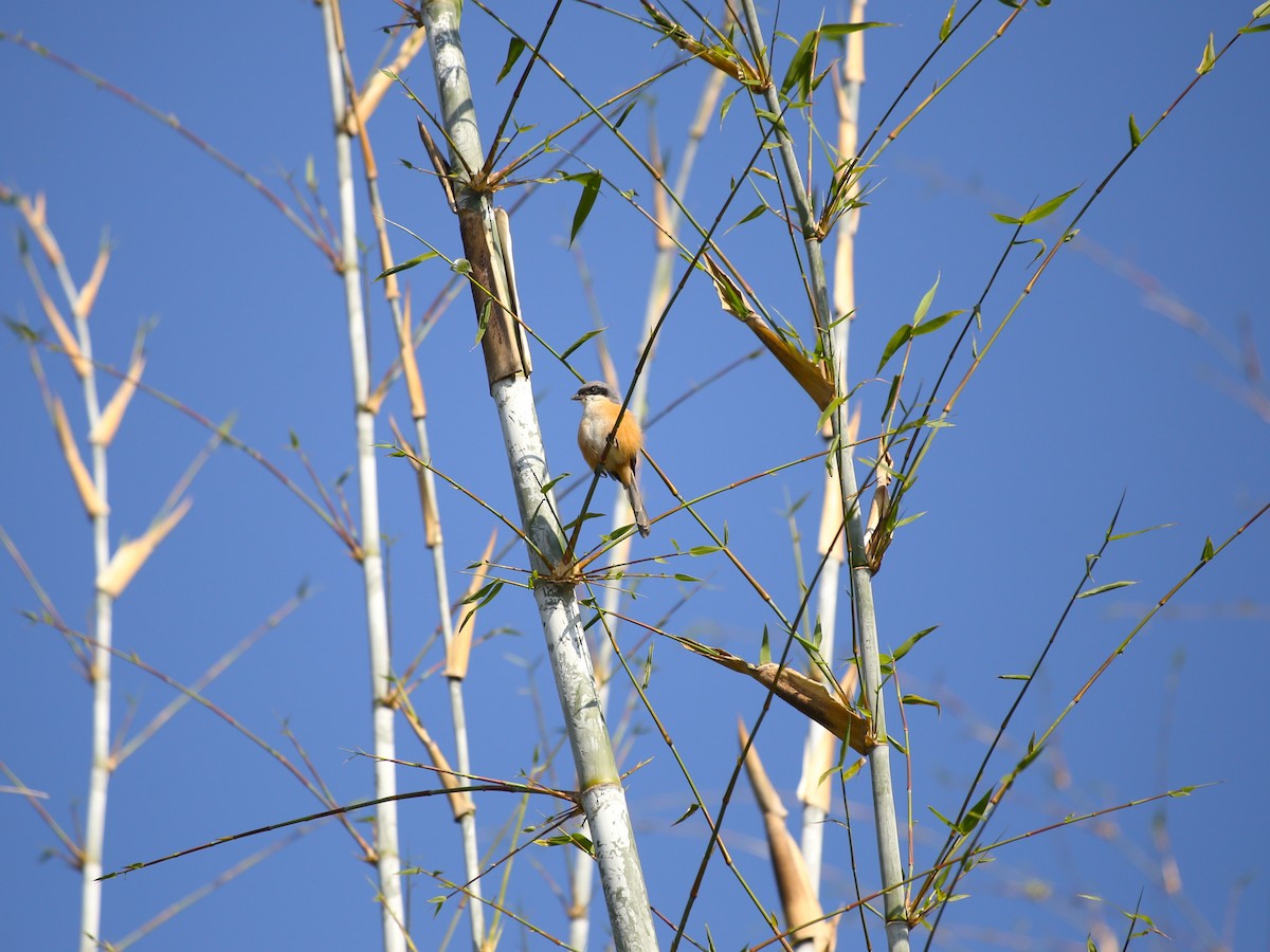 Gray-backed Shrike - ML645605955