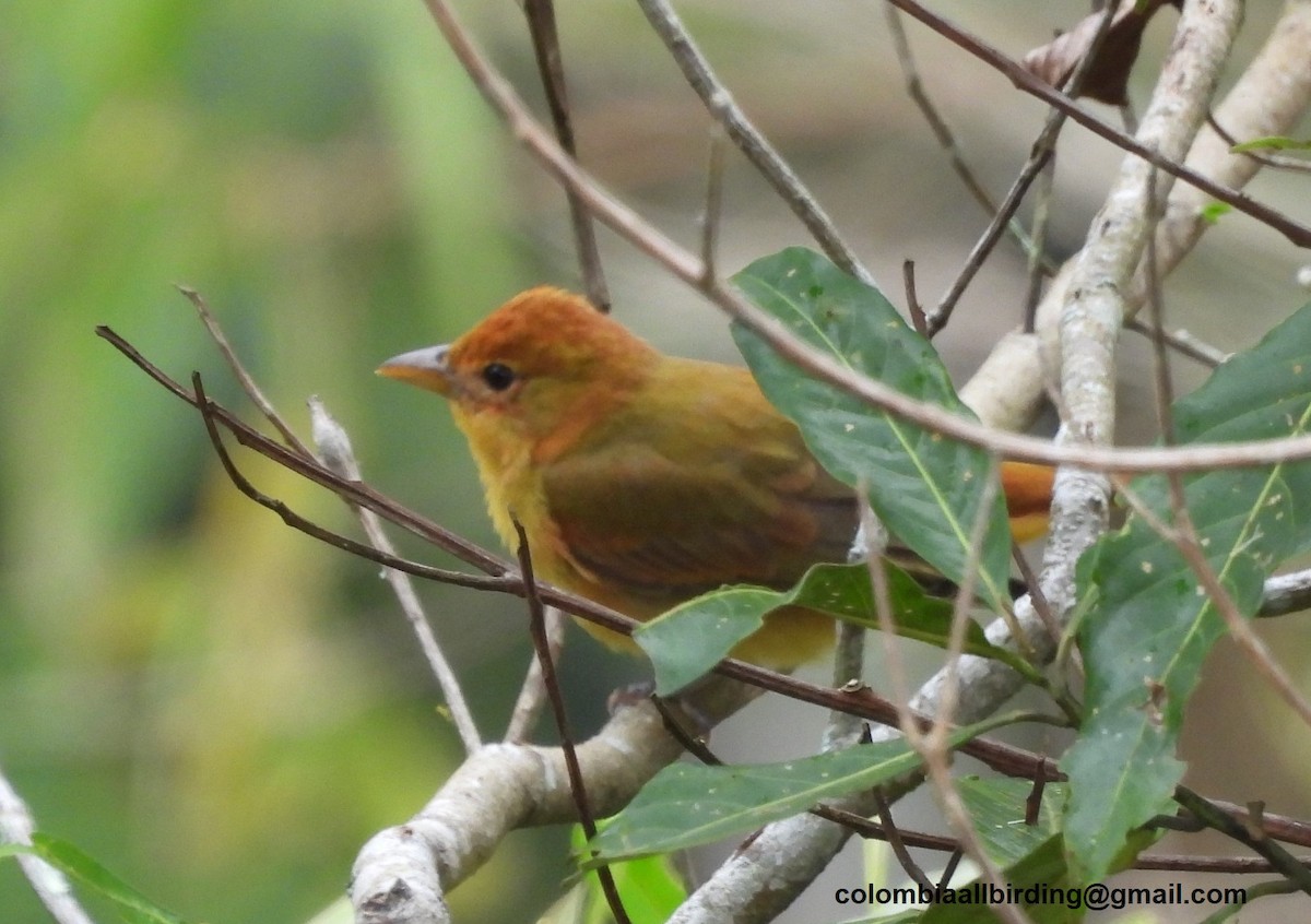 Summer Tanager - ML645605957