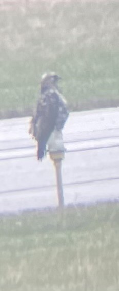 káně rousná - ML645605960