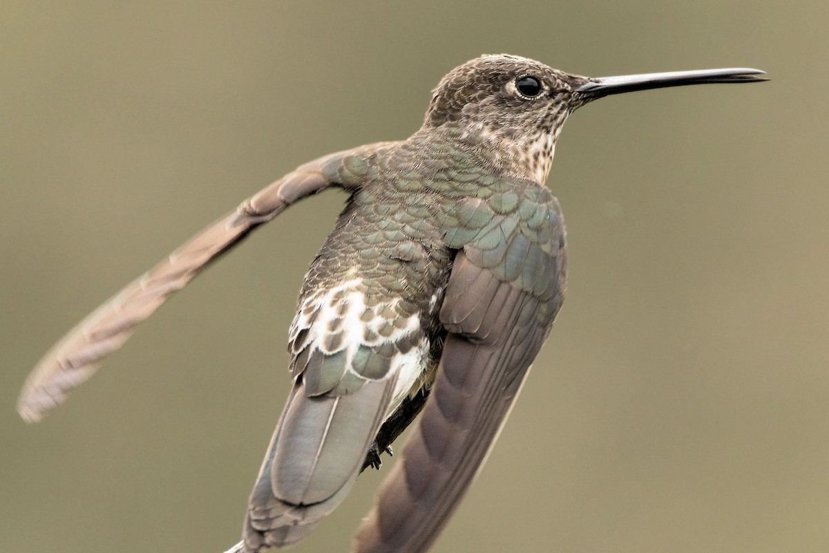 Giant Hummingbird - ML645605961