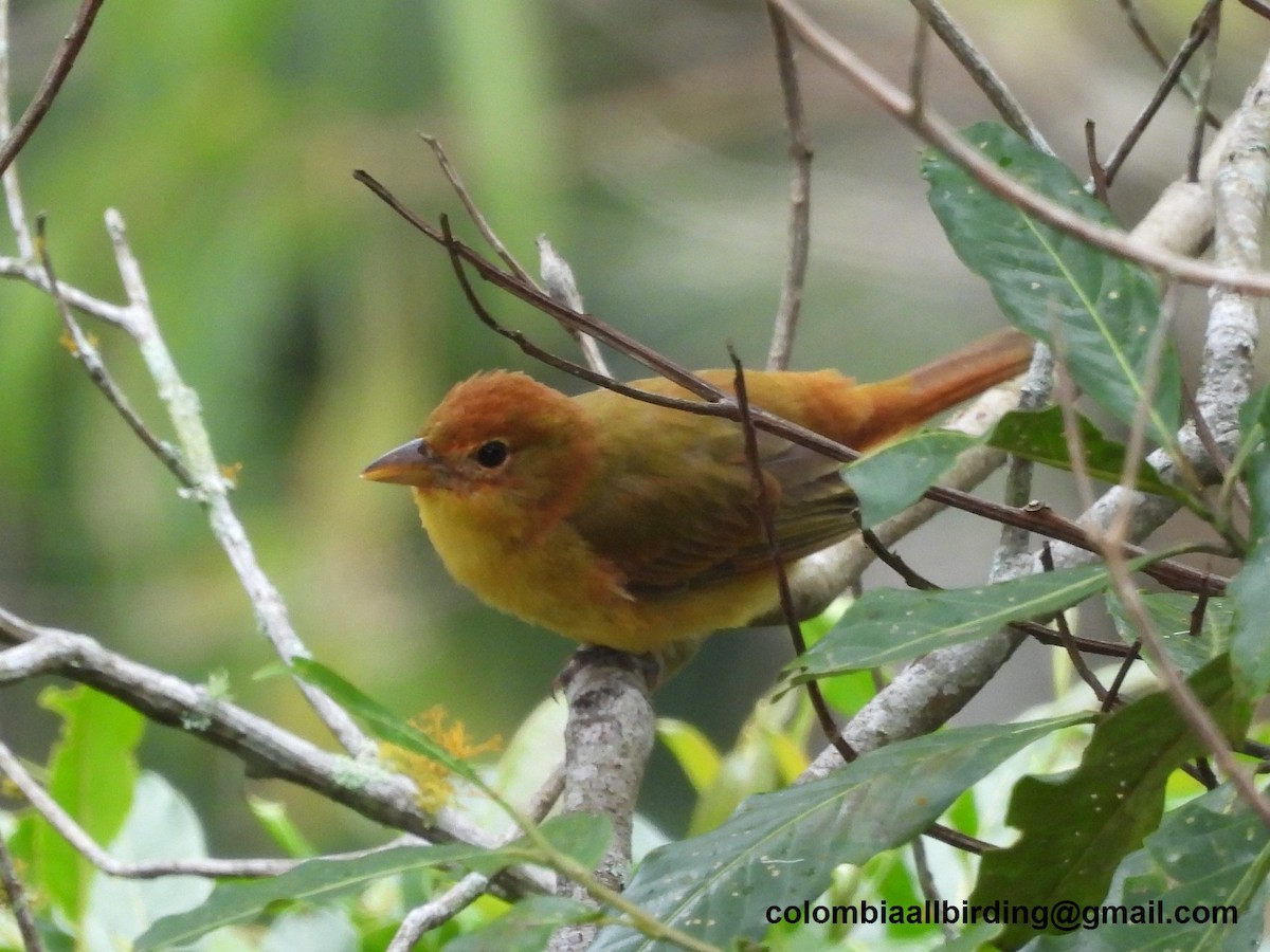 להבית אדומה - ML645605963