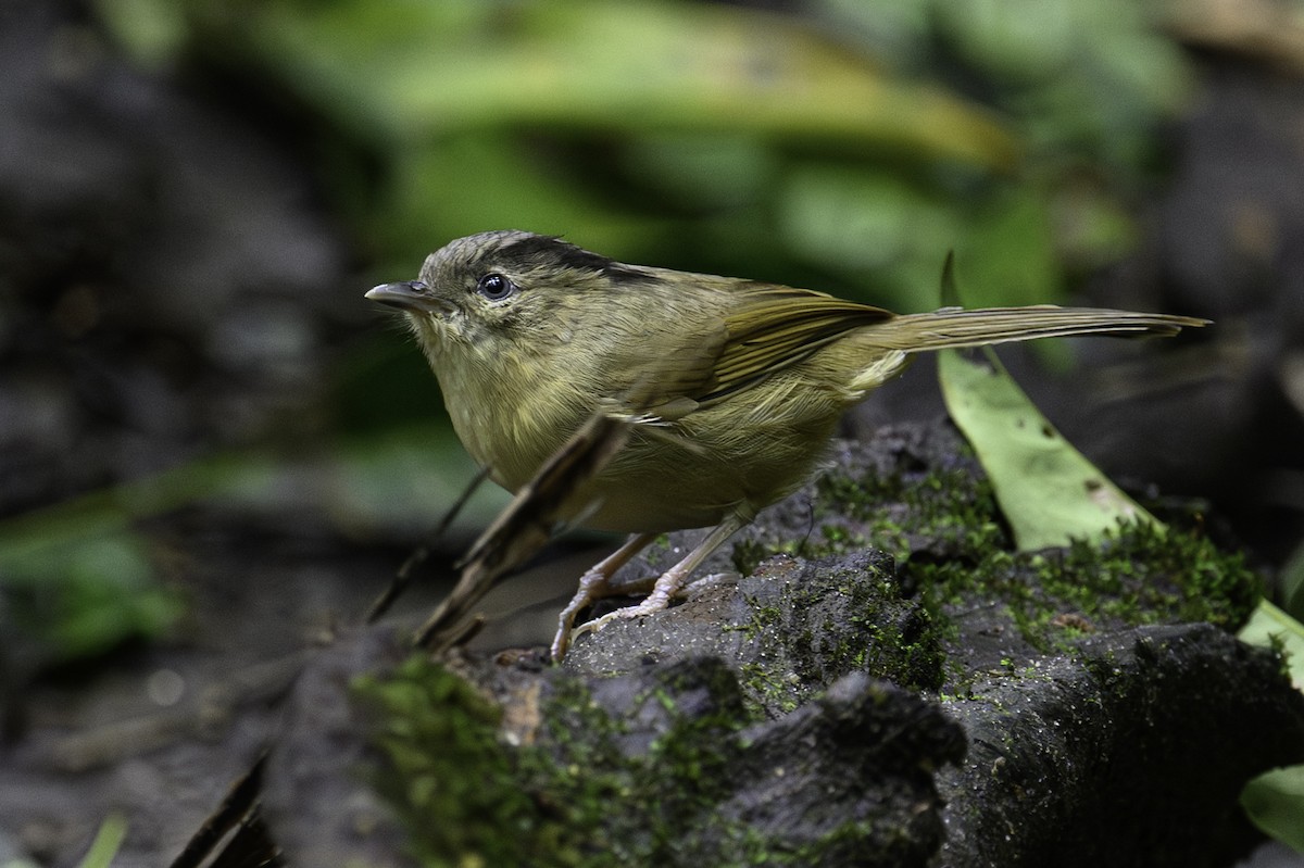 Brown-cheeked Fulvetta - ML645605964