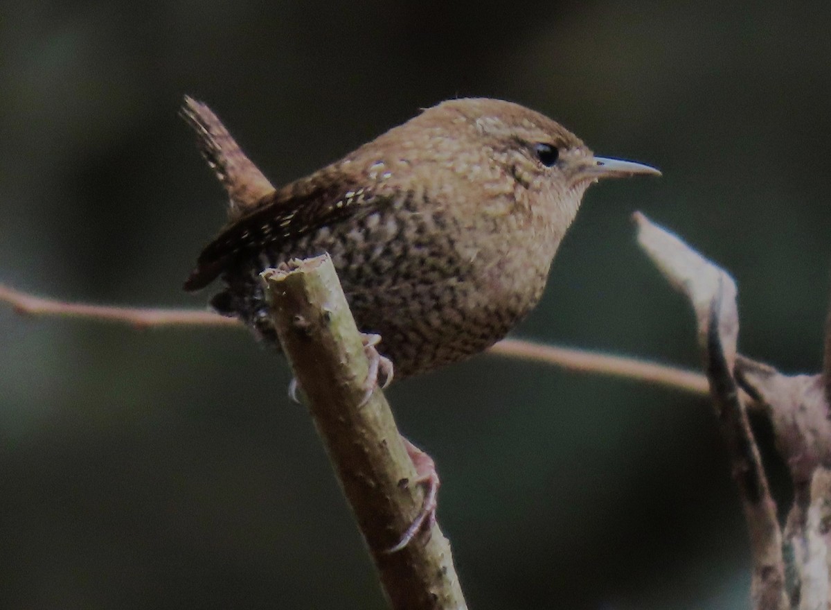 Winter Wren - ML645605968