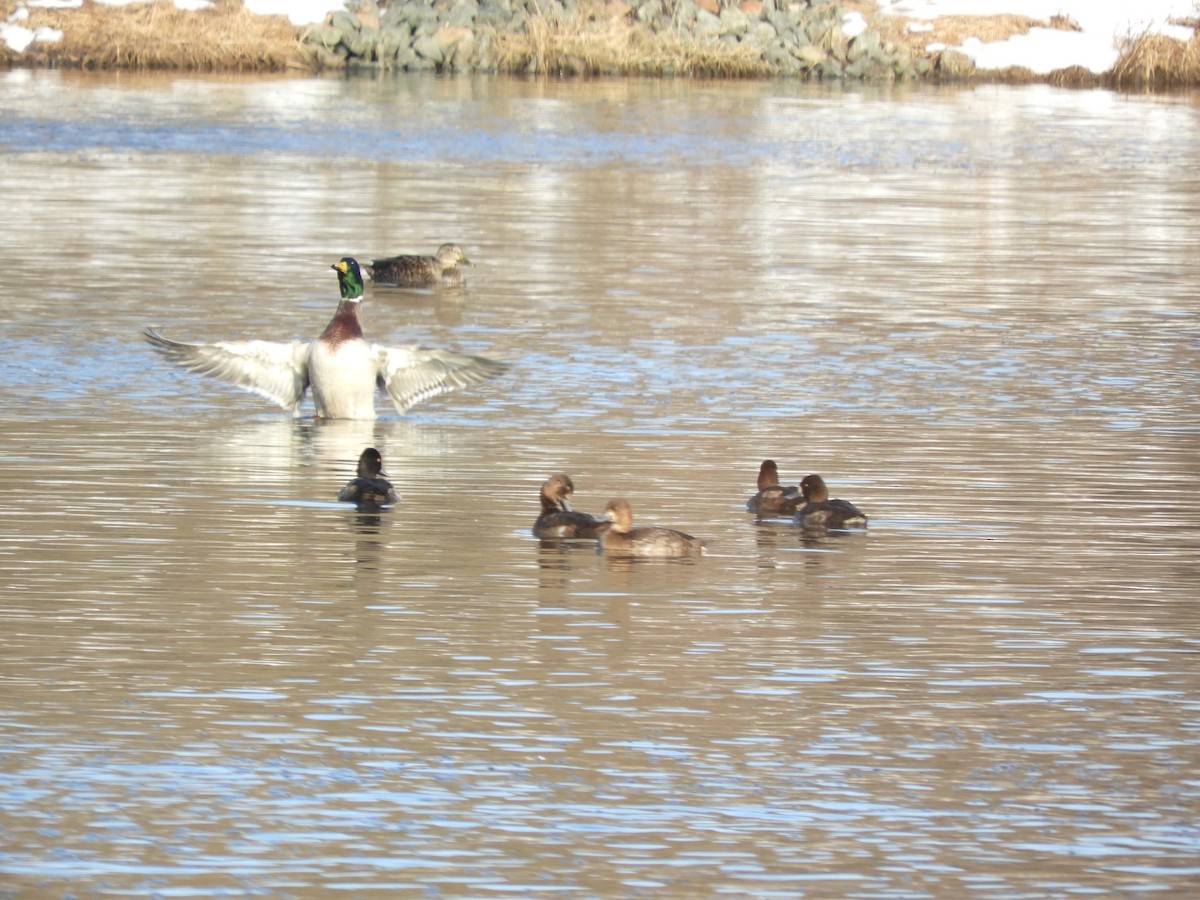 צולל בינוני - ML645605969