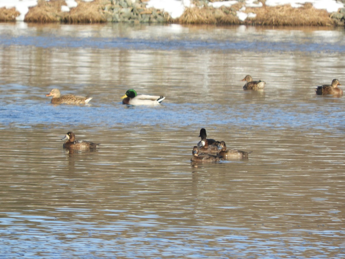 צולל בינוני - ML645605970