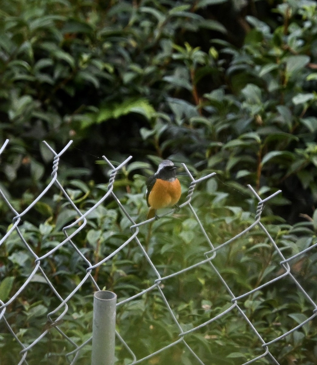 חכלילית סיבירית - ML645605971