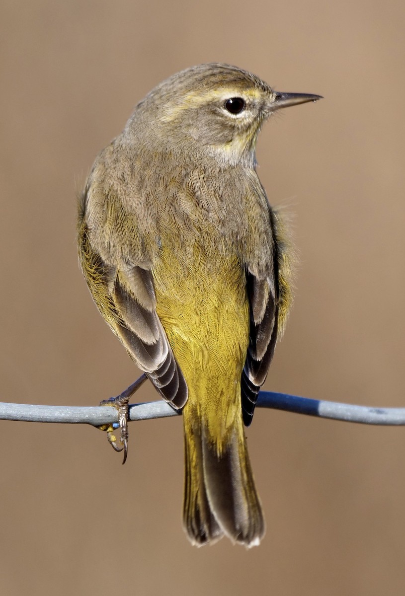 סבכון חום-כיפה - ML645605976