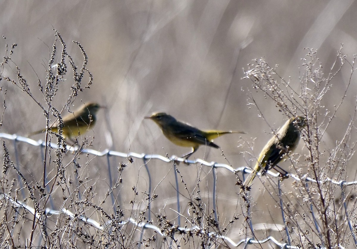 סבכון חום-כיפה - ML645605977
