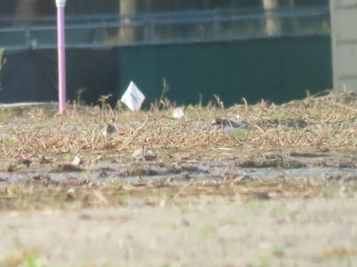 חופמי אמריקני - ML645605978