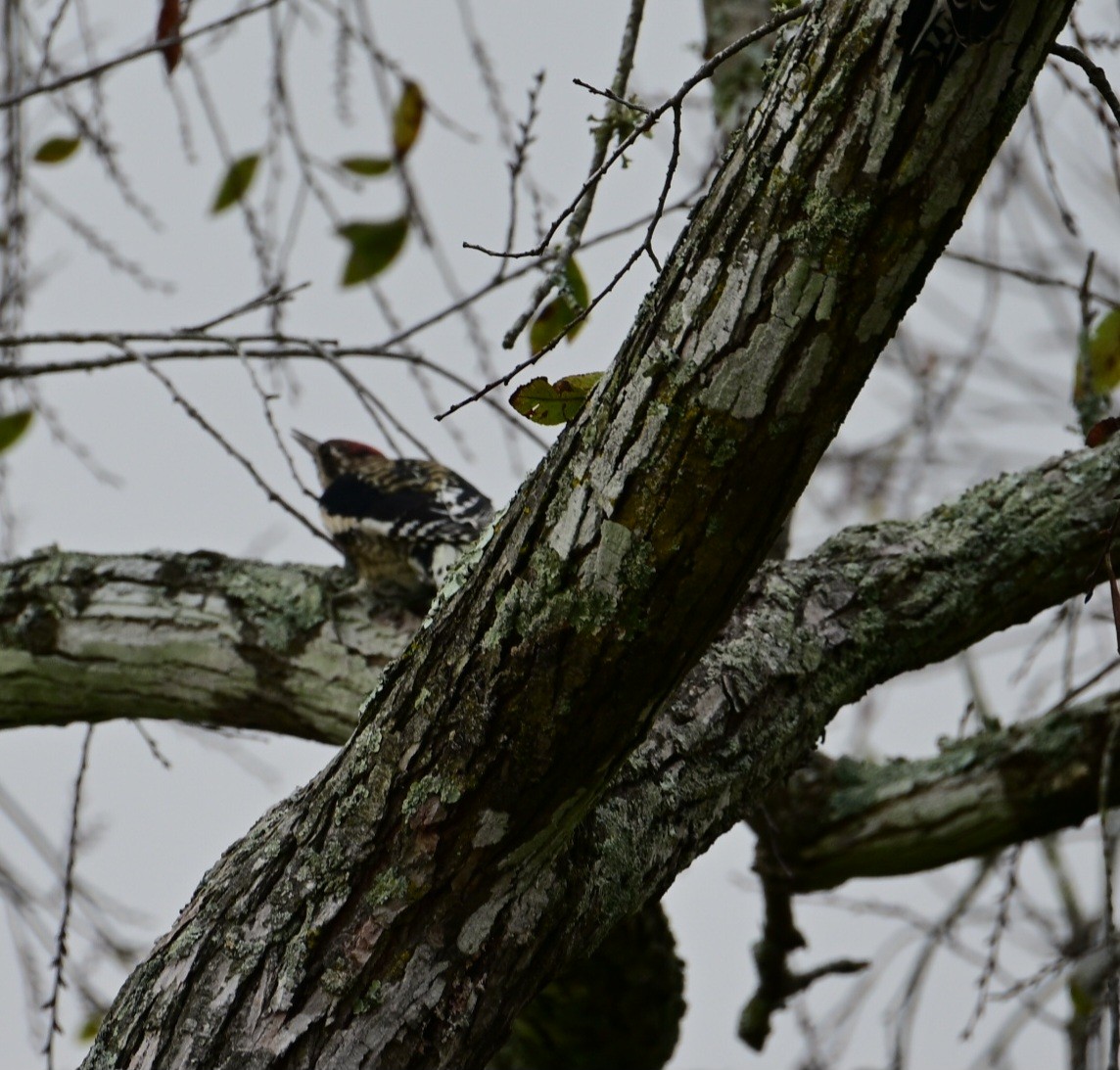 נקר צהוב-בטן - ML645605979