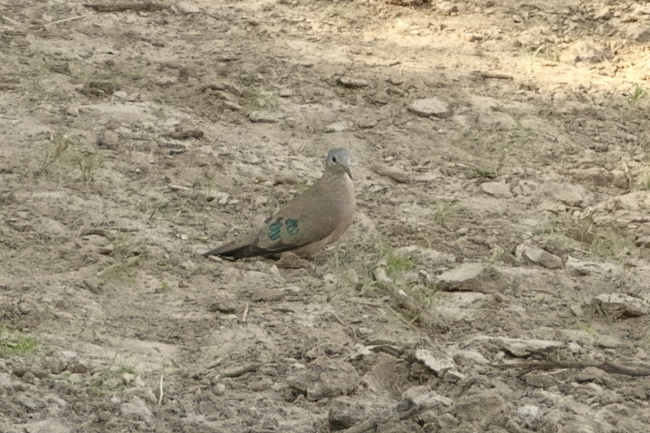 Emerald-spotted Wood-Dove - ML645605980