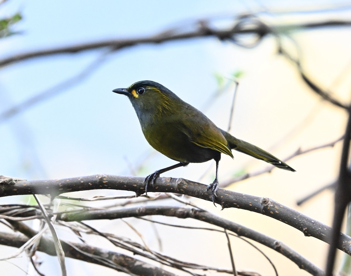 Taiwan Liocichla - ML645605981