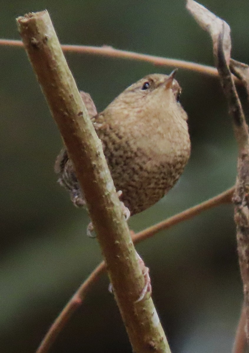 Winter Wren - ML645605982