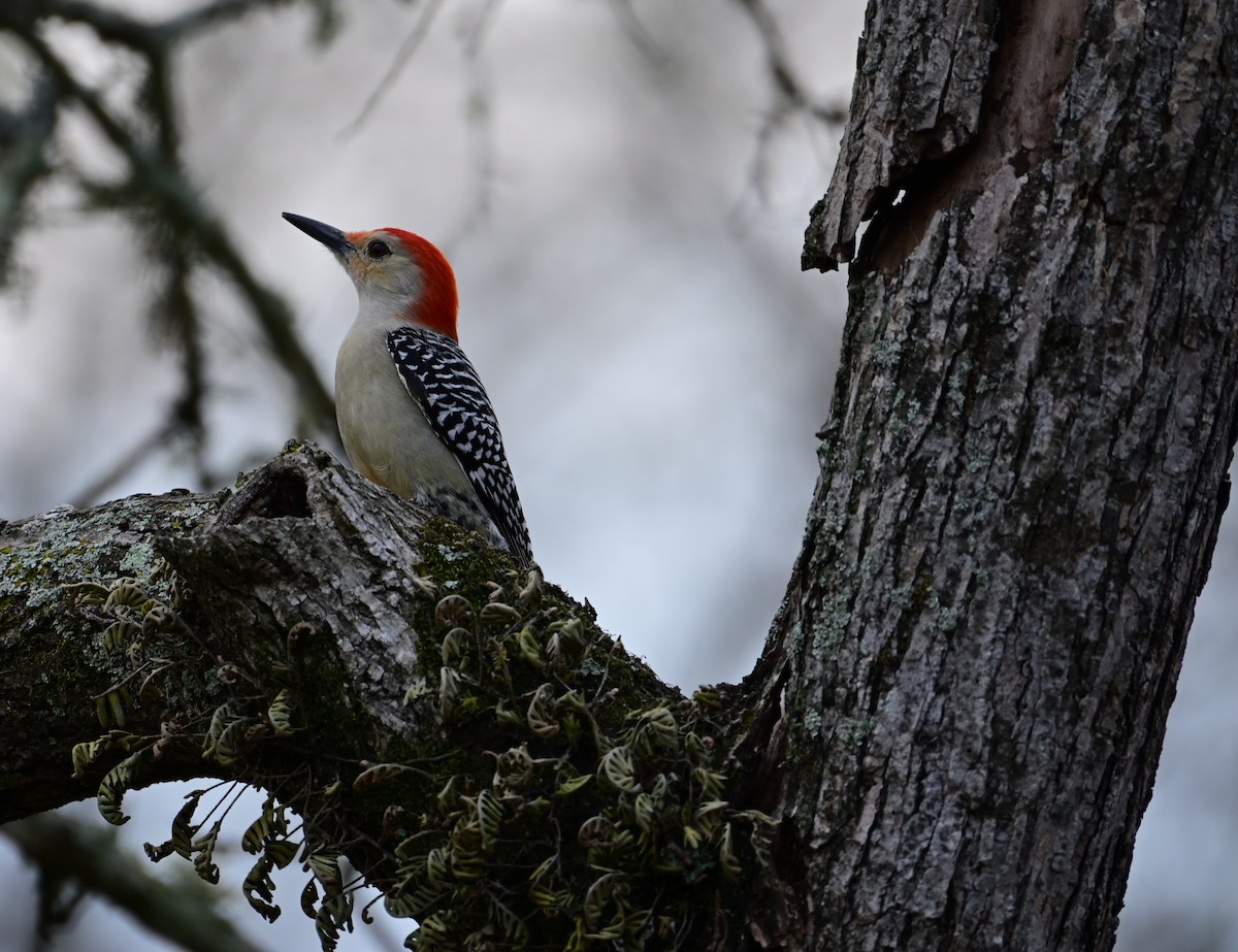 Red-bellied Woodpecker - ML645605984