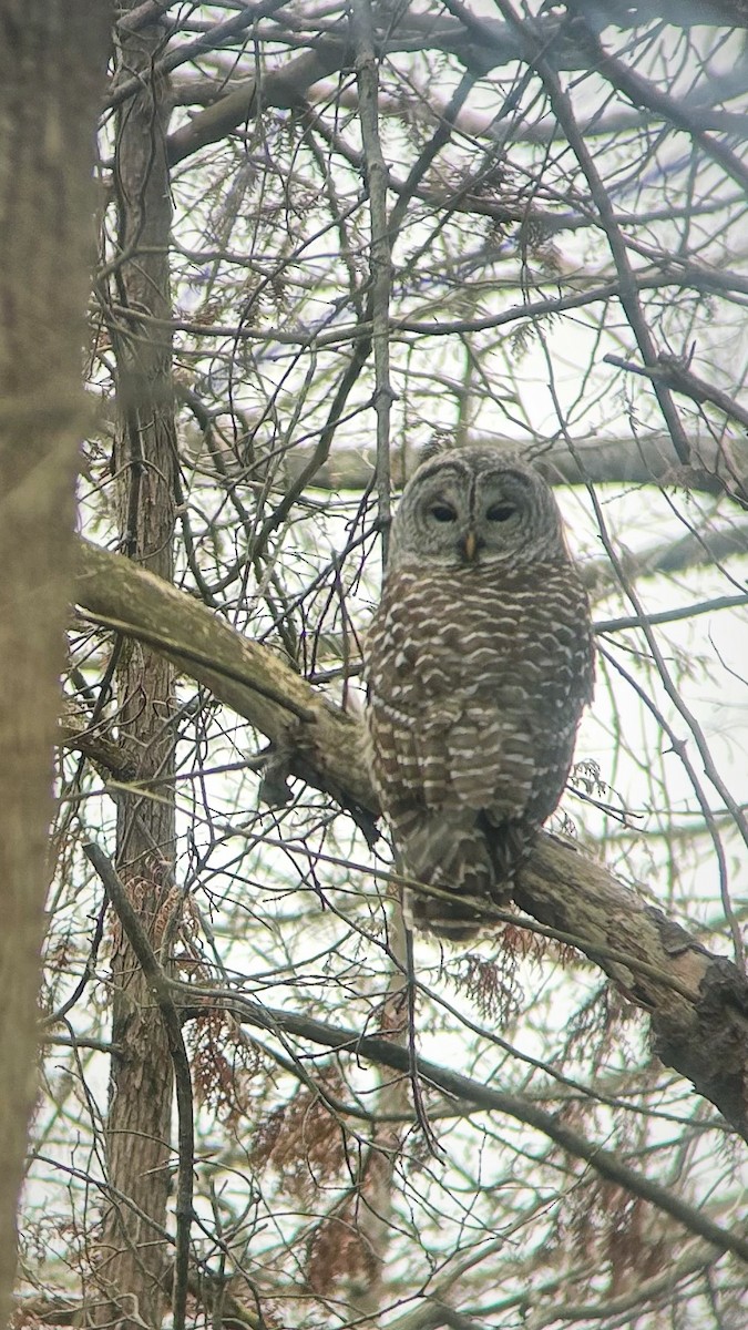 Barred Owl - ML645605985