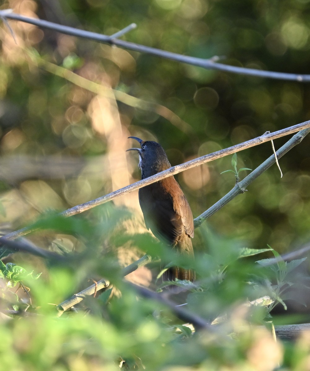 Black-necklaced Scimitar-Babbler - ML645605988